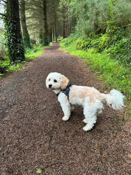 Hund im Wald