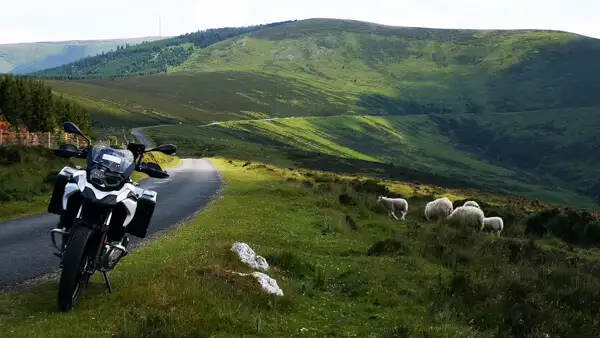 Motorrad mit Schafen am Mount Leinster