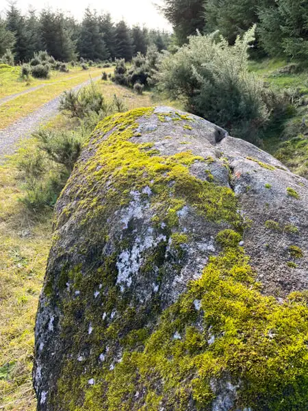 Weg in den Wicklow Mountains