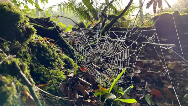 Spinnen-Netz im Wald