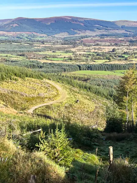 Forstweg in den Wicklow Mountains