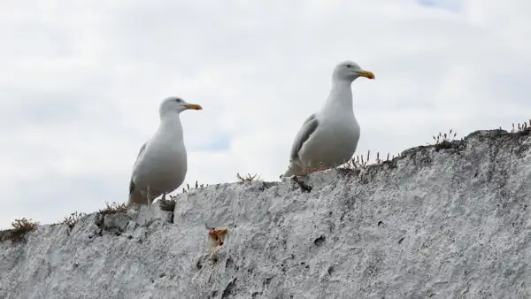 Möwen auf der Mauer