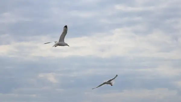 Zwei Möwen im Flug