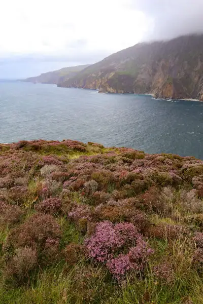 Heidekraut an den Slieve League Klippen