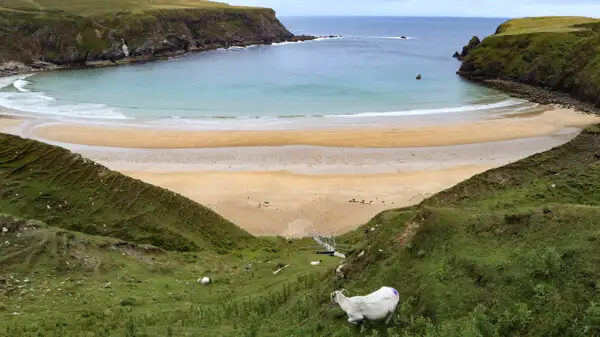 Schafe am Silver Strand in Donegal