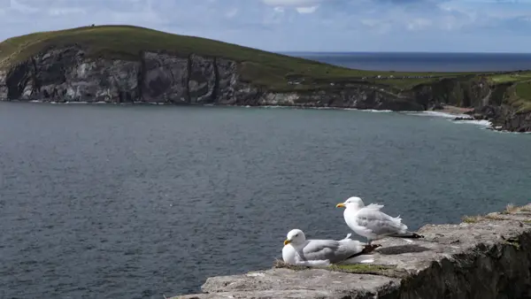 Möwen vor den Klippen von Slea Head auf Dingle