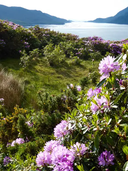 Blühender Rhododendron am Killary Fjord