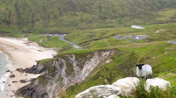 Schaf auf den Klippen über Keem Bay