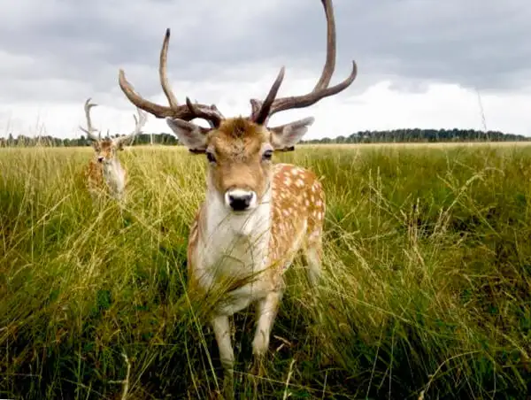 Damhirsche im Phoenix Park