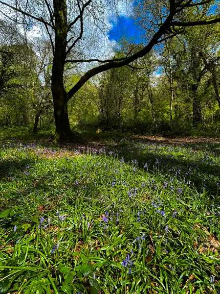 Bluebell Blumen im Wald