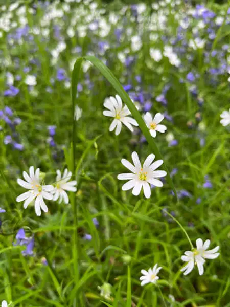 Blumenwiese im Wald