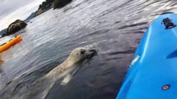 Foto: kayaking.ie