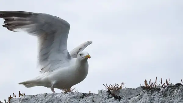 Möwe im Hafen von Skerries