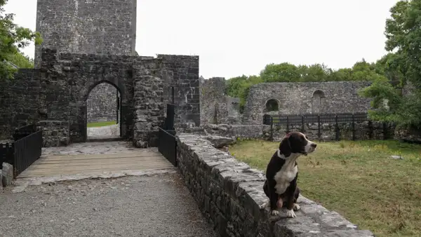 "Schlosshund" vor dem Eingang von Aughnanure Castle