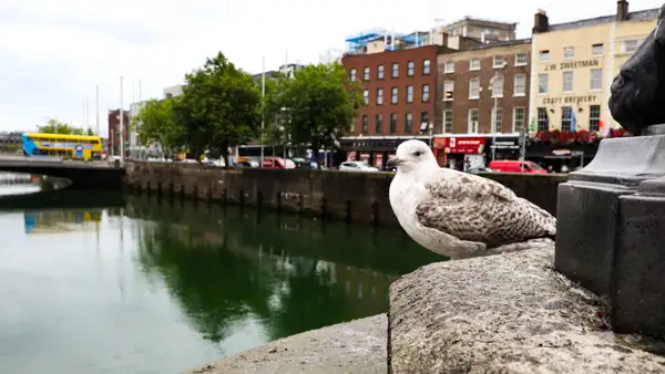 Möwe am River Liffey in Dublin