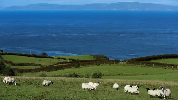 Schafe an der Küste von Antrim