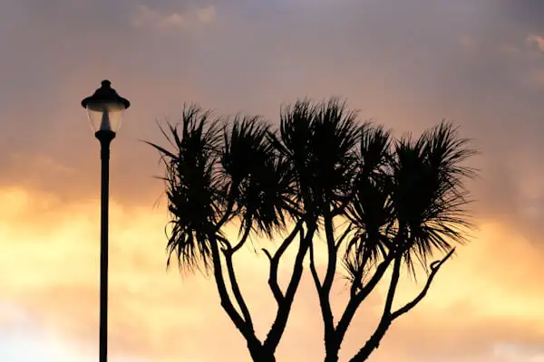 Eine von vielen Palmen in Cornwall