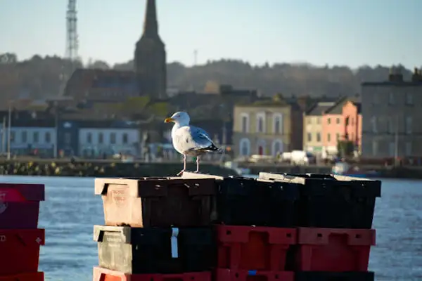 Möwe am Ferrybank-Pier gegenüber von Wexford