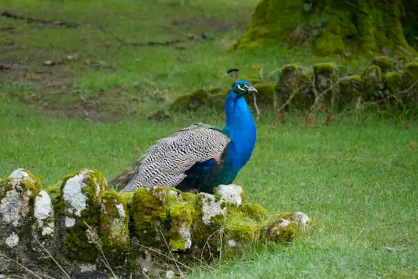 Pfau im Park von Johnstown Castle