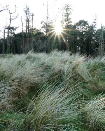 The Raven Dünen und Wald (nahe Wexford)