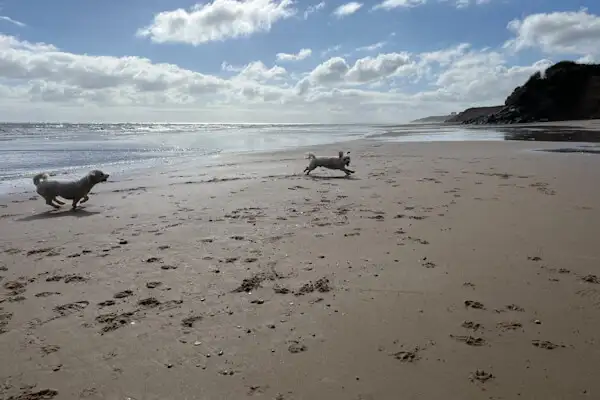 Spielende Hunde am Strand im Winter