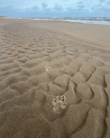 Pfoten-Abdrücke im Sand