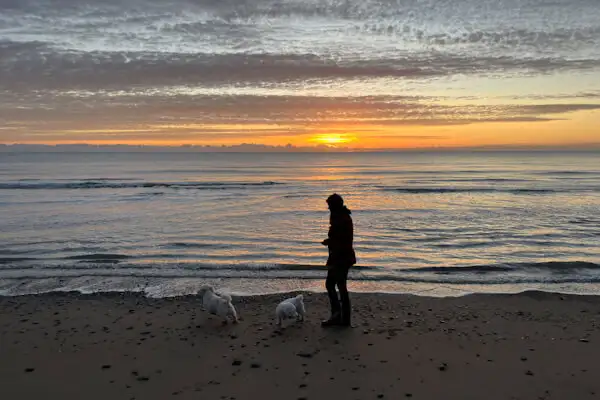 Hunde spielen im Morgenrot