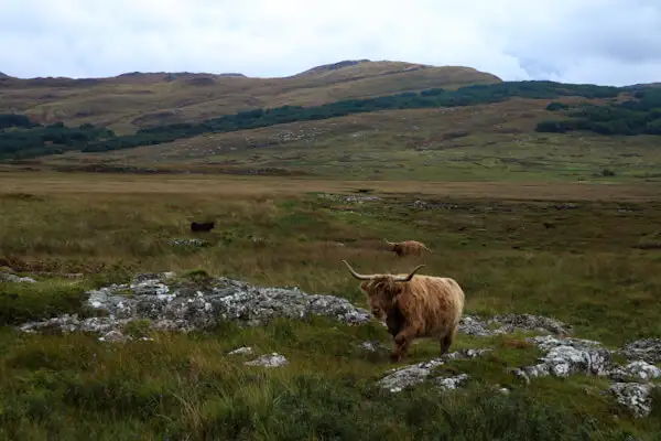 Freilaufendes Highland Cattle auf der Isle of Mull