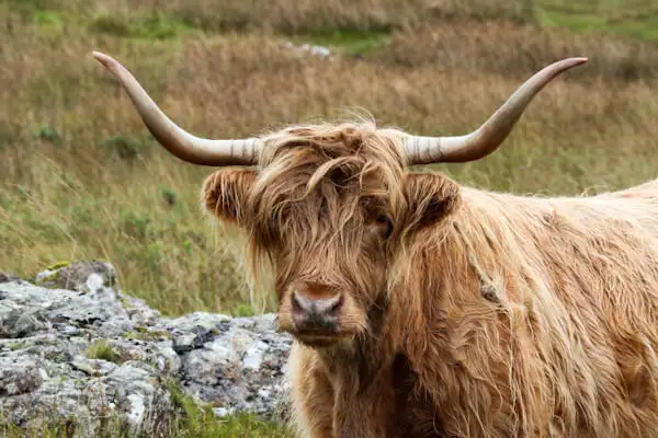 Highland-Cattle auf der Isle of Mull