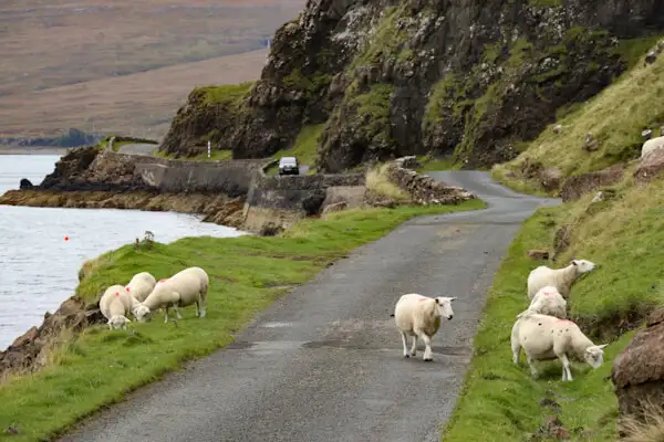 Schafe auf Küstenstraße auf der Isle of Mull