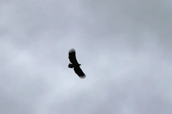 Adler über der Insel