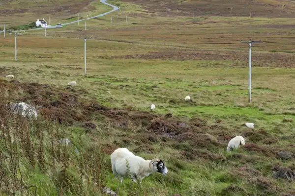 Schafe irgendwo im nirgendwo auf Skye