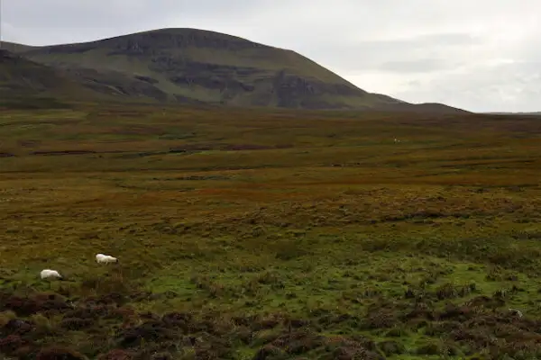 Hochmoor, Heide und Berge Schafe auf Skye