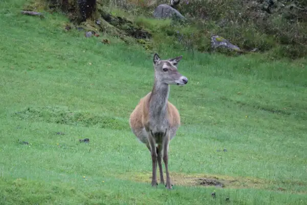 Rothirsch-Kuh in den Highlands