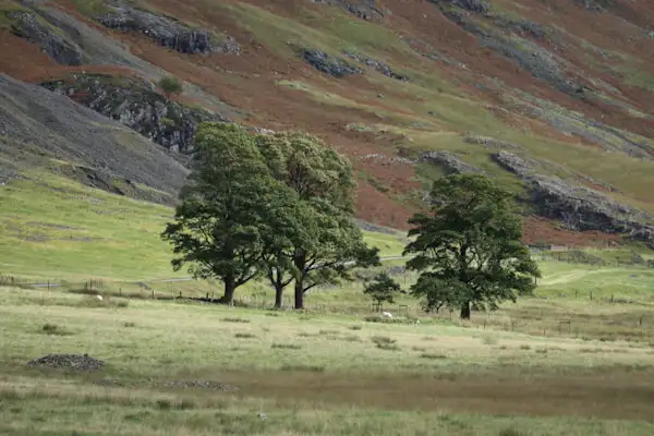 Bäume sind eher selten in den Highlands