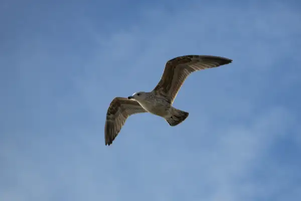 Möwe im Flug