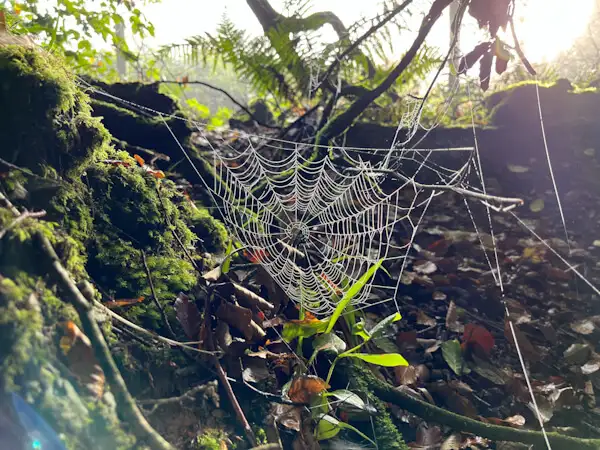 Spinnennetz im Gegenlicht