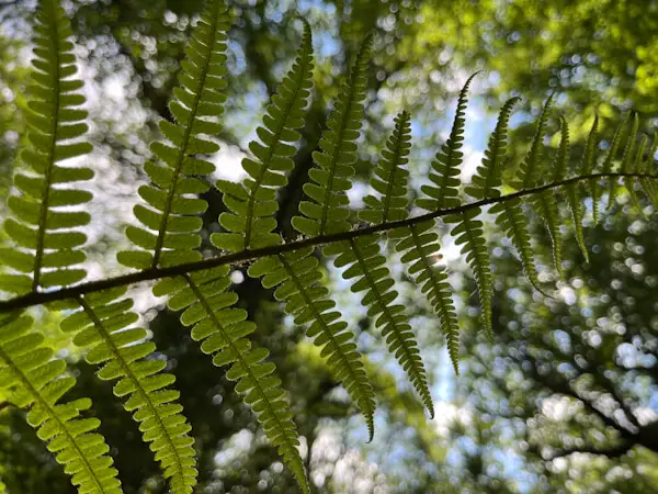 Farn im Wald