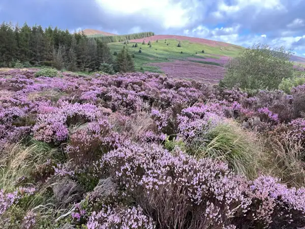 Heideblüte in den Wicklow Mountains