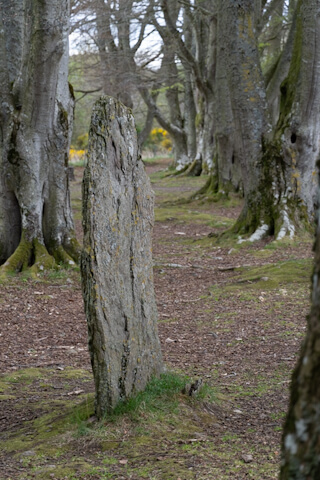 Standing Stone im Wald (Clava Cairns)