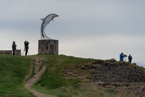 Delfin-Statue und Birdwatcher über dem Hafen von Portsoy