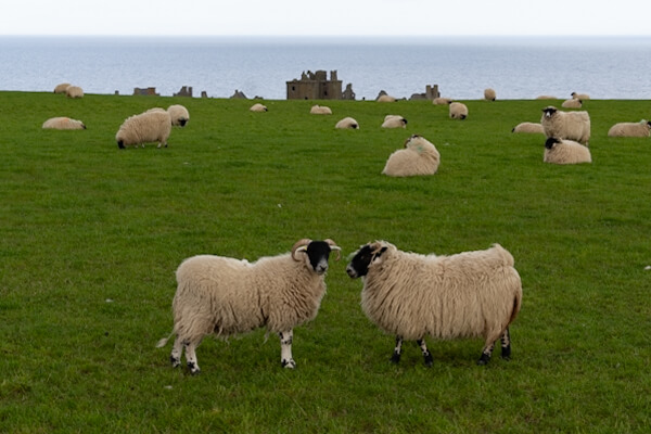 Grosse Schafs-Wiese mit Dunnottar-Castle im Hintergrund