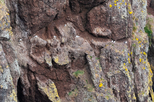 Möwen rasten in den Klippen des Dunnottar Castle