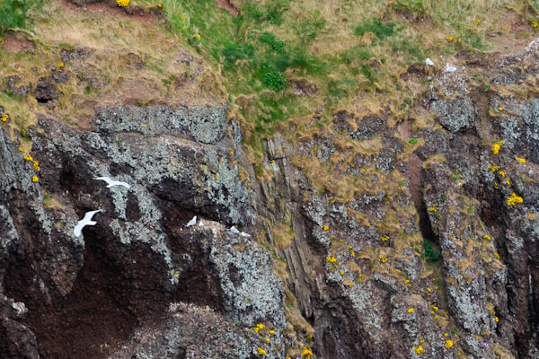 Möwen in den Klippen unterhalb von Dunnottar Castle