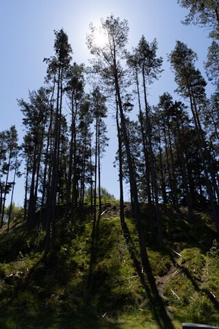 Kiefernwald im Highland Folk Museum