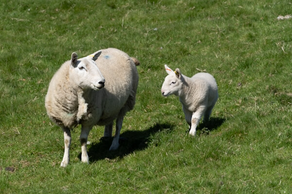 Das Römerfort Housestead liegt inmitten einer Schaf-Farm