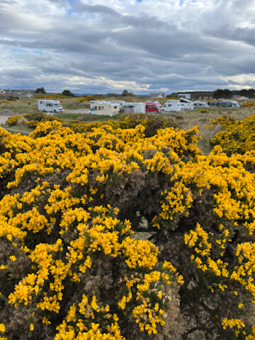 Wohnmobil-Stellplatz in den Dünen von Findhorn