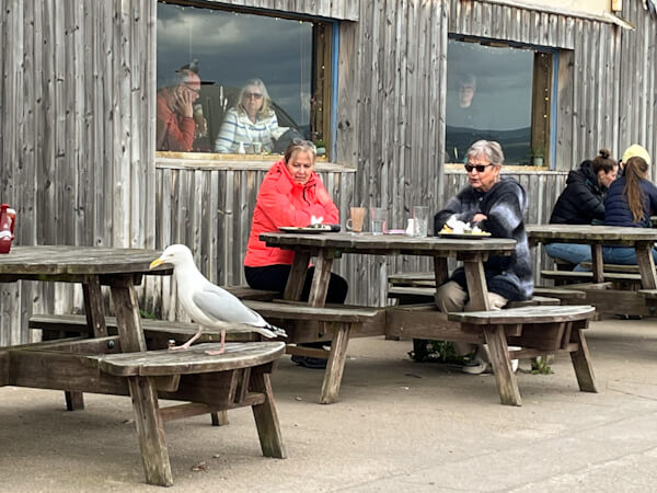 Nicht jeder mag die Möwen auf der Restaurant-Terrrasse…(Findhorn)
