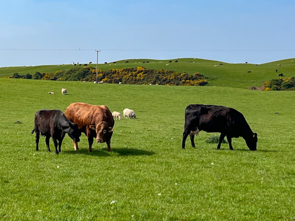 Was wäre Galloway ohne Rinder - und Bullen, völlig frei, direkt neben der Strasse