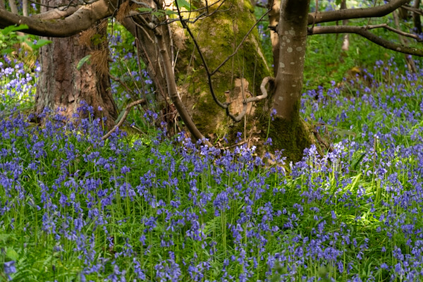 Bluebells blühen im Wald am Wallace Monument